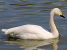 Bewick's Swan (WWT Slimbridge May 2013) - pic by Nigel Key